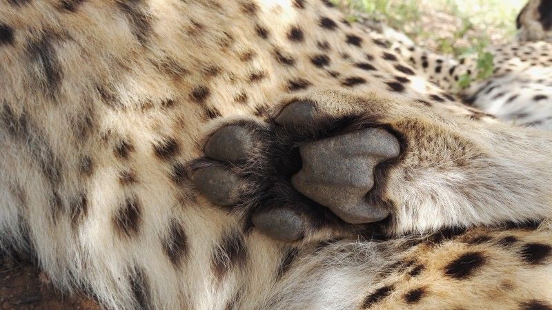 A Cheetah paw